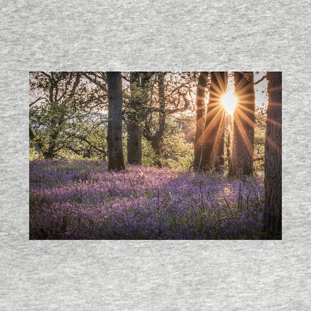 'Sunset Bluebells', Kinclaven Woods, Perthshire. by mucklepawprint